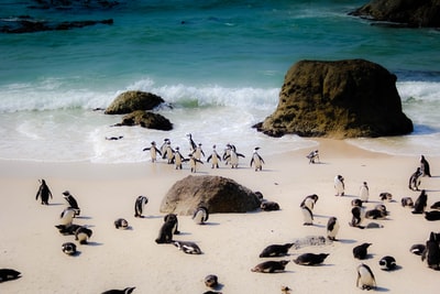 巨石旁海边的非洲企鹅